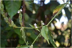 Justicia wynaadensis